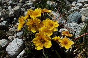 Valle e ghiacciaio del Forno dal Passo del Maloja (Svizzera) il 23 giugno 2016 - FOTOGALLERY